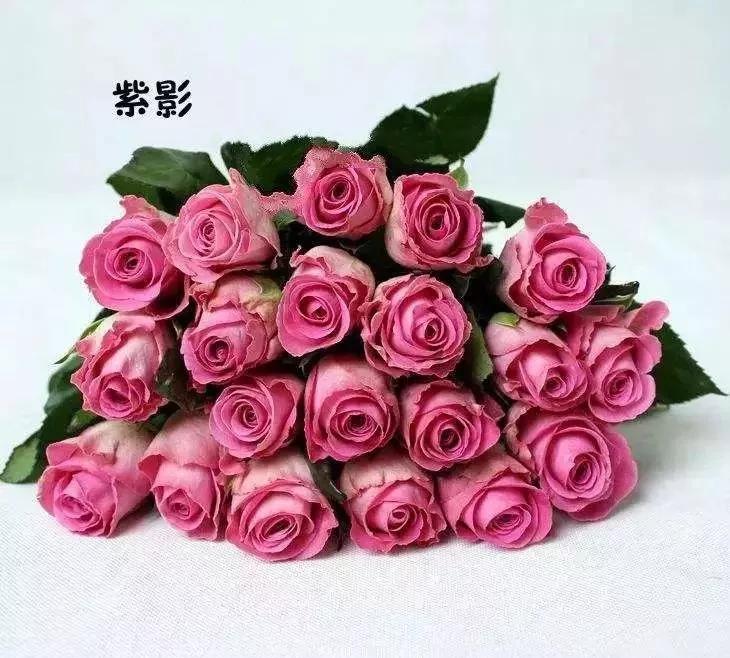 每天学习一点点——100种玫瑰品种科普