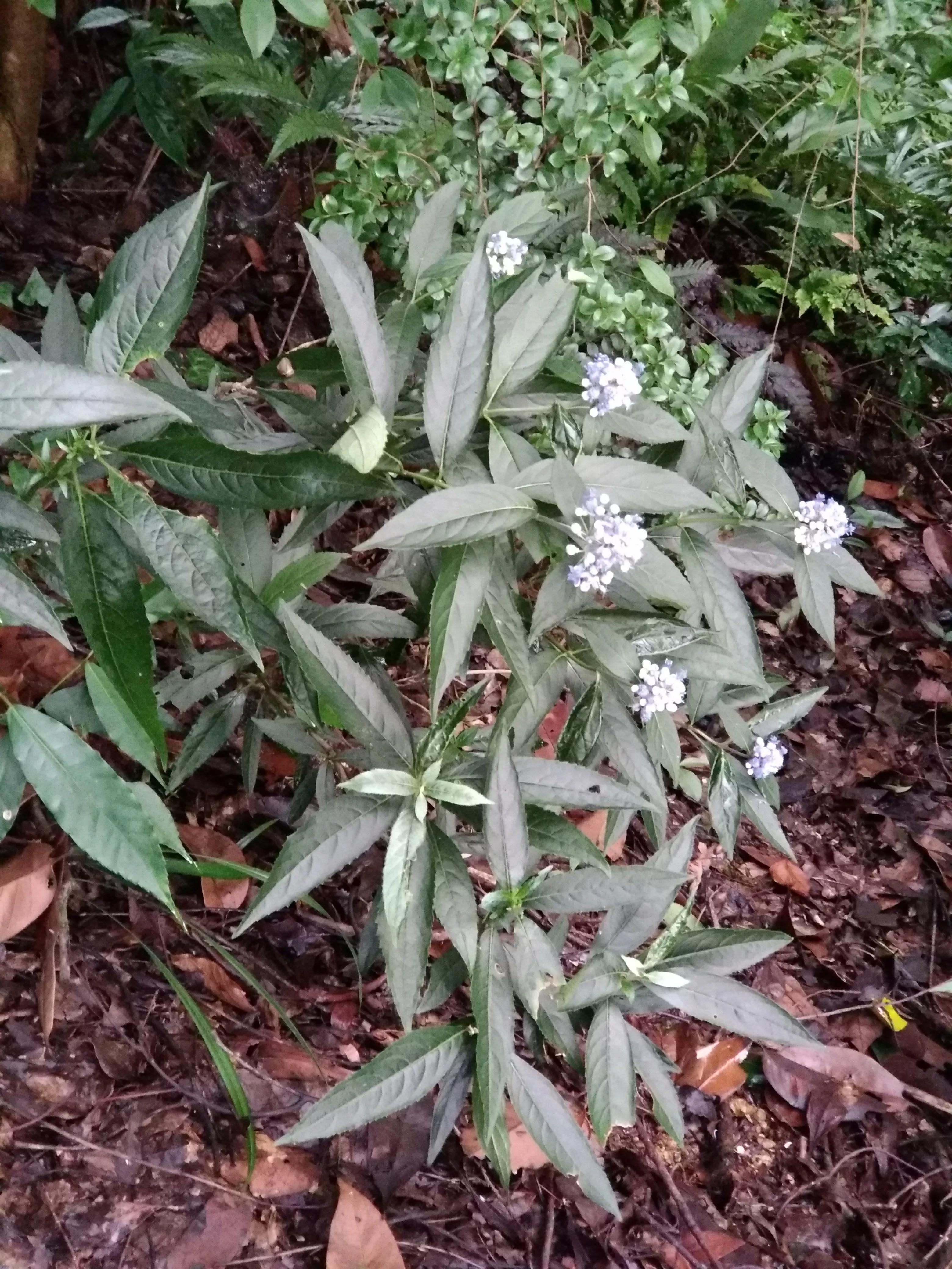 湖南常德花岩溪古村,湖南常德桃源县花岩溪