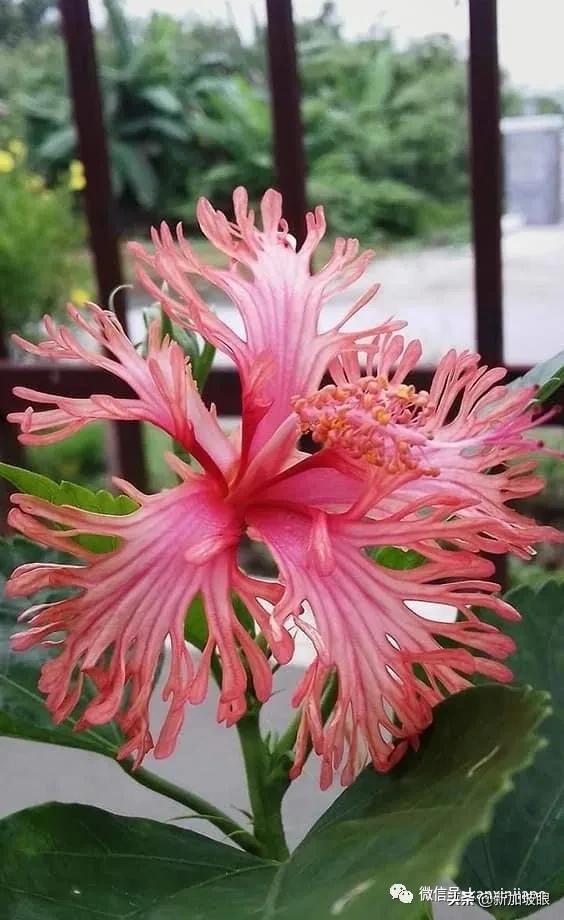 扶桑花和木槿花的区别图片,扶桑木槿花图片