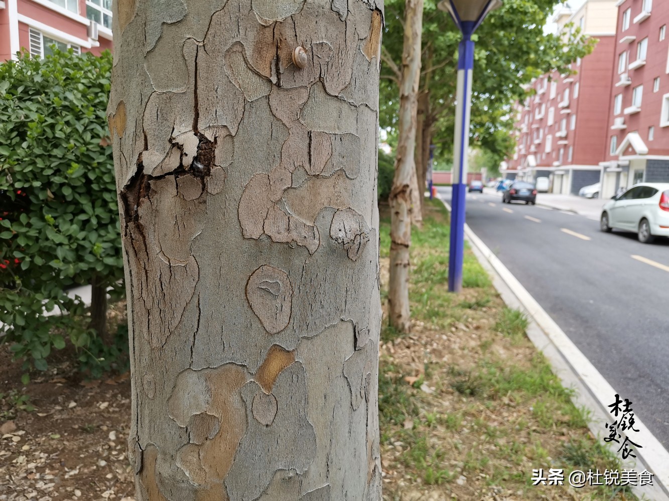 捉蝉窍门,捉蝉秘诀