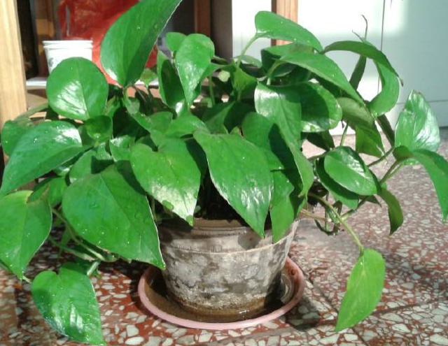 土培绿萝的养殖方法和注意事项,土培绿萝水培方法和注意事项