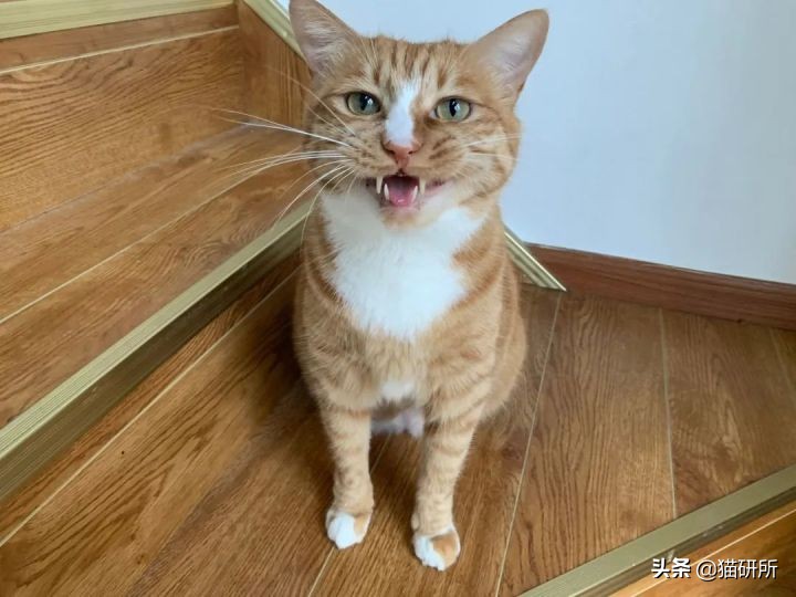 猫咪为什么老是叫讨食,猫咪为什么总是嗯嗯的叫