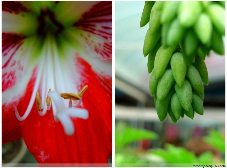 马来西亚办农庄,马来西亚农家小院