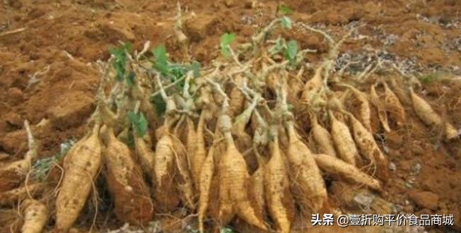 葛根有丰胸功效与作用吗,葛根丰胸功效与作用