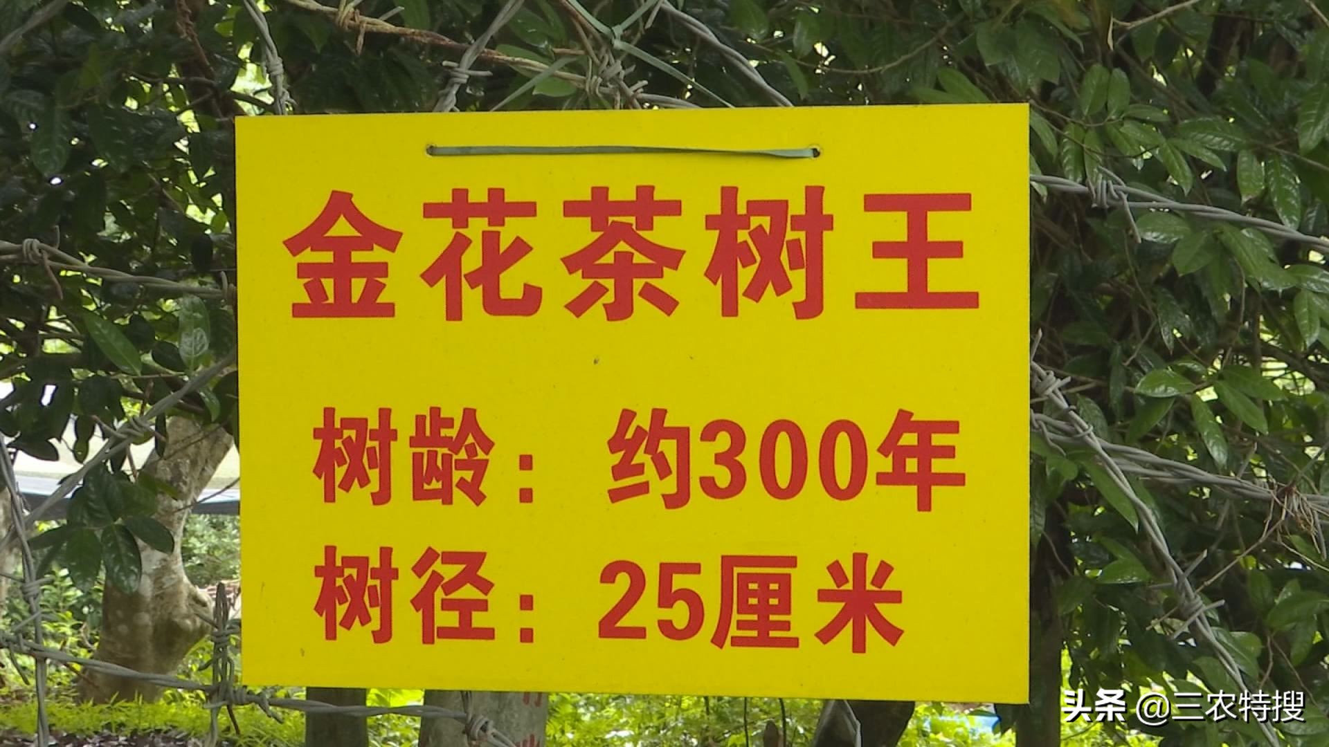 种植金花茶一年赚多少钱,金花茶种植前景与效益