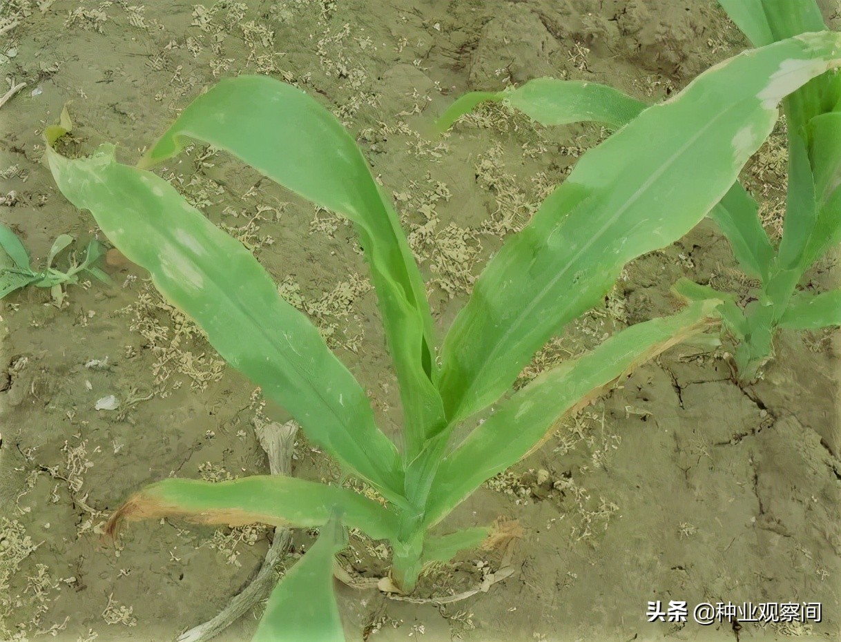 玉米苗心叶扭曲病怎么治,怎样解除玉米除草剂对下茬的药害
