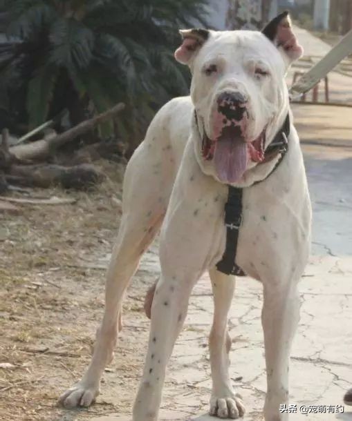 亚洲最强战力,十大猛犬之外的猛犬