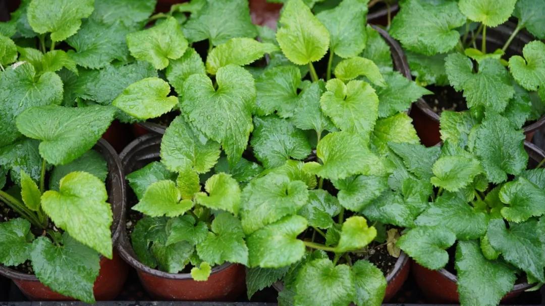 做好这三点你才能成事,做好这三点淡斑效果翻倍