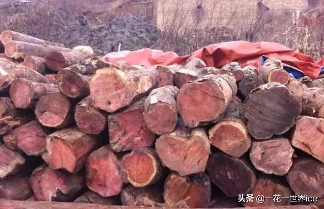 种一种植物一年收入6000千万,大熊猫2020