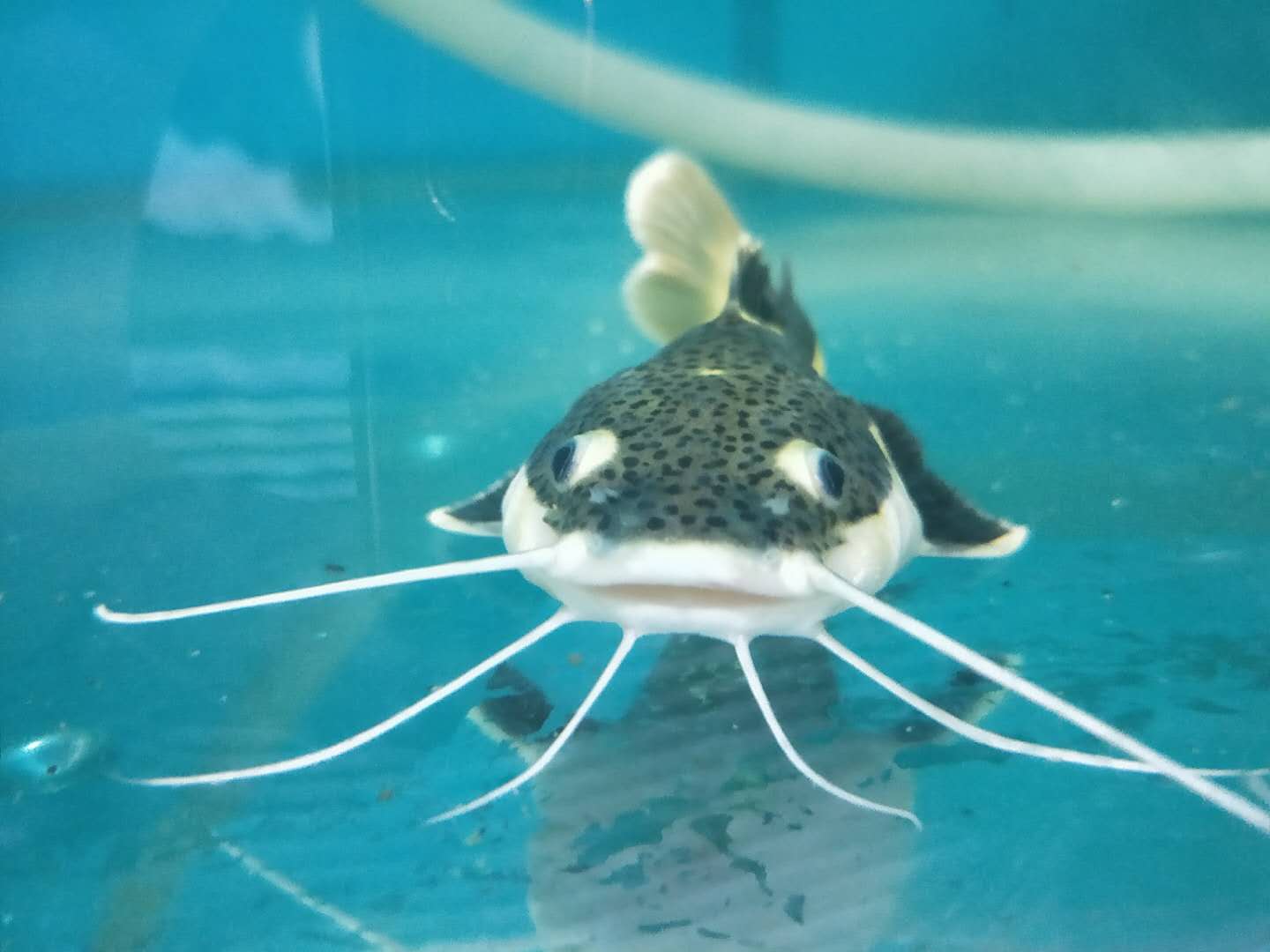 放生鲶鱼违法嘛,长沙市梅溪湖放生