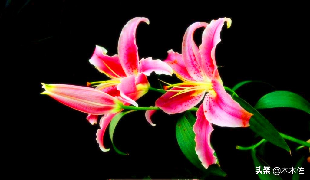 百合花公司简介,百合花简介300字