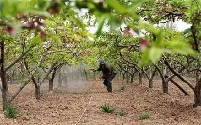 24种果园最常用的农药,果园农药的正确使用方法是哪些