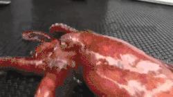 巨型大章鱼到底有多恐怖,世界上最恐怖的章鱼长什么样子