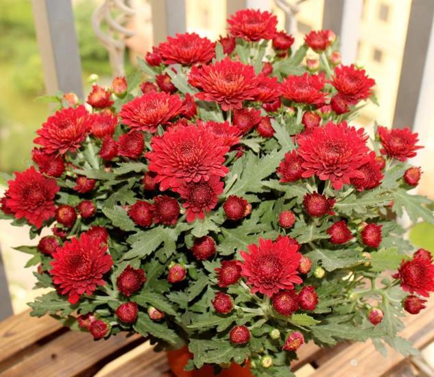 羊粪有机肥适合什么植物,羊粪鸡粪哪种种菜好