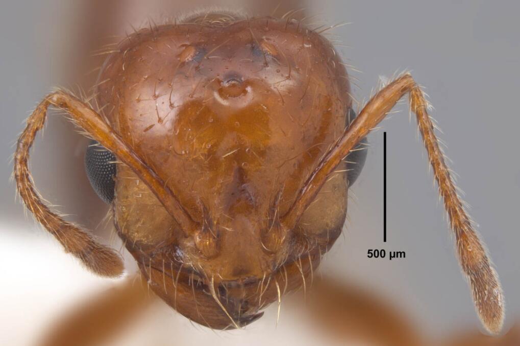 世上最毒的蜘蛛黑寡妇,世界上最毒蜘蛛视频