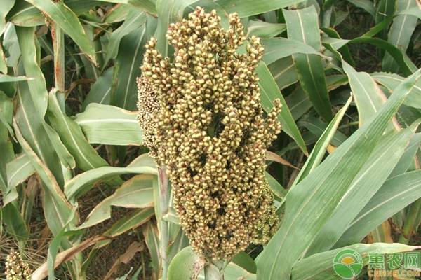 农村创业种植什么前景好,新型农业模式种植什么最赚钱