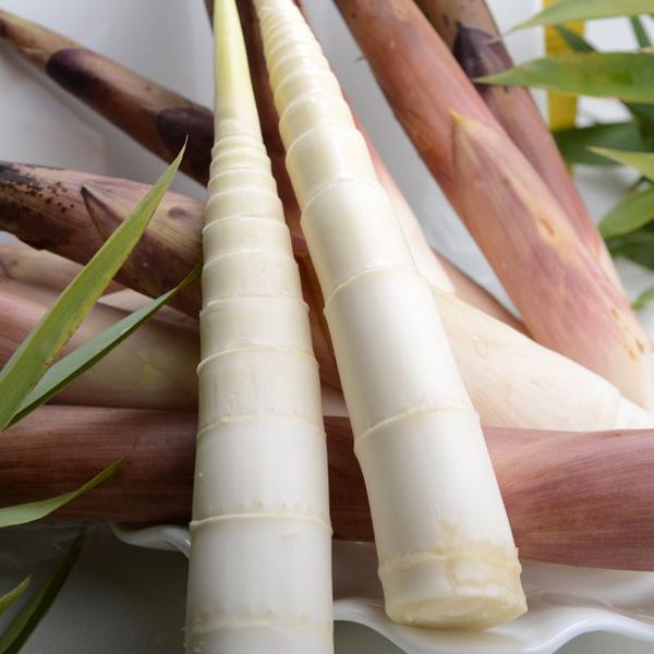 天目山雷笋与溪口雷笋,宁波奉化溪口雷笋