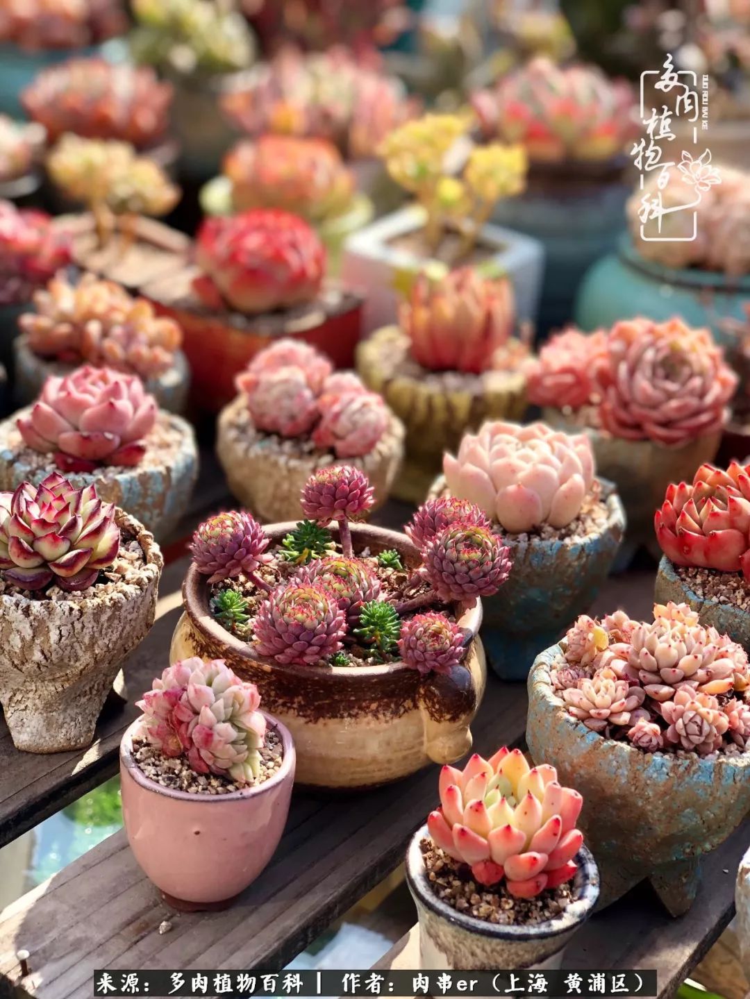 怎么用原相机拍多肉更好看,多肉怎么拍摄好看