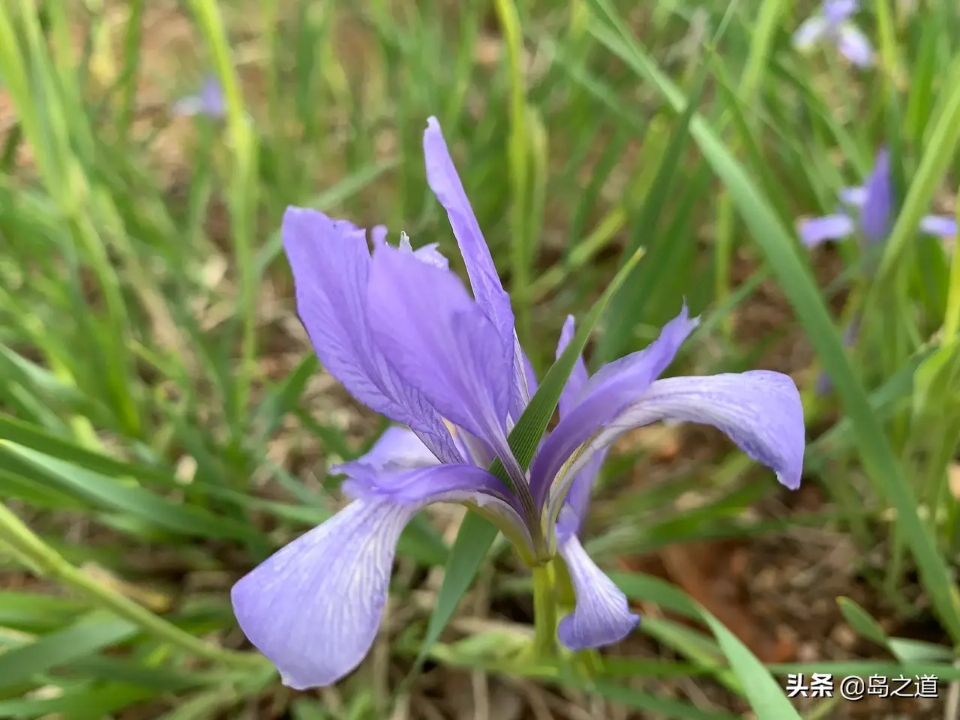 含12生肖的植物名,用十二生肖组成的植物名