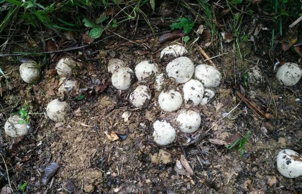 农户家中惊现两米长剧毒眼镜王蛇,发现剧毒的眼镜王蛇需要怎么处理