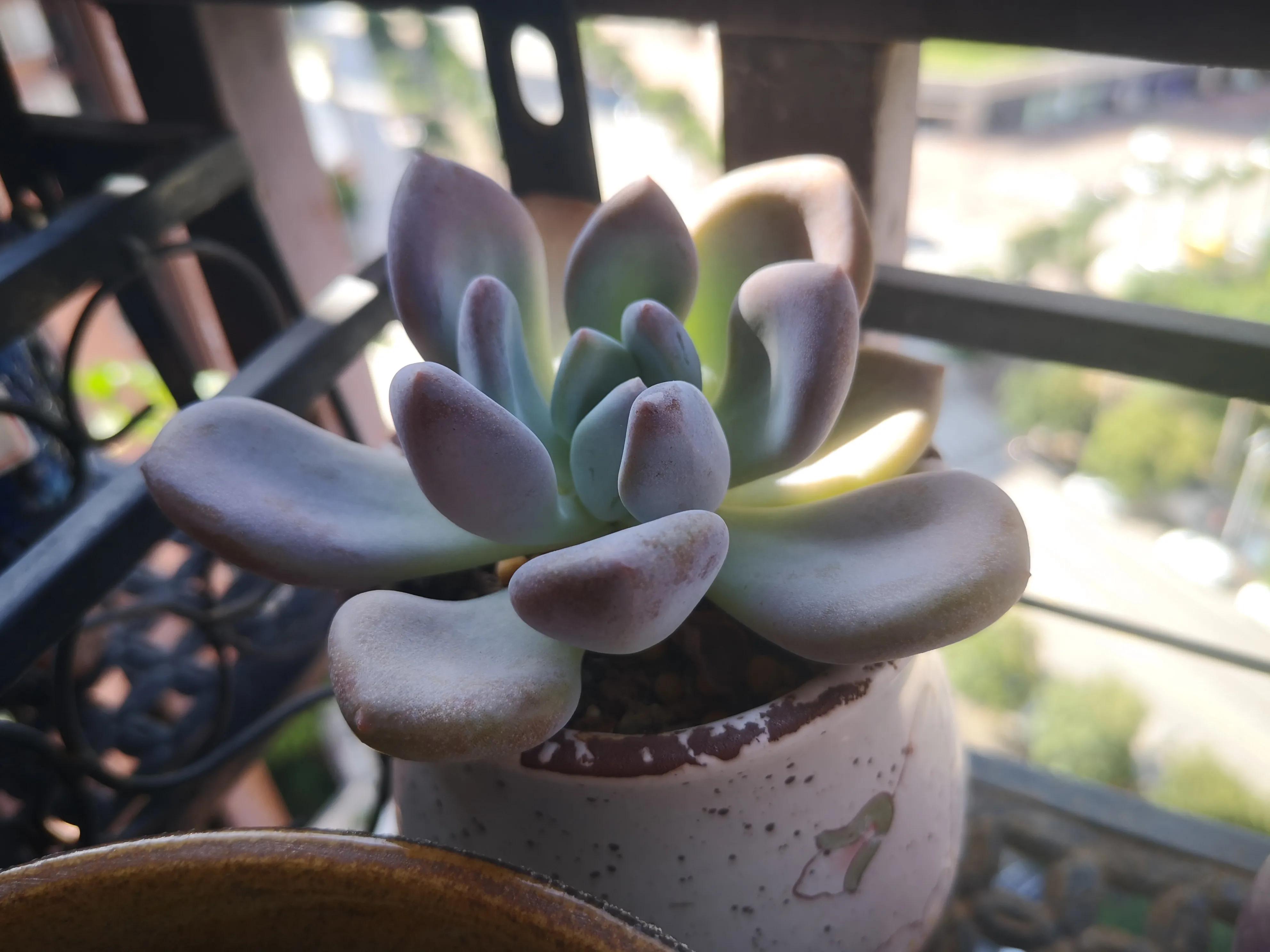 离家半个月叶插的多肉怎么办,离家一周的多肉