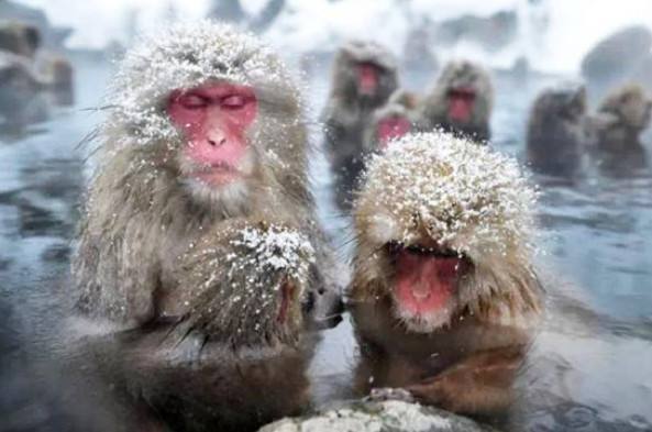 日本猴子冬天泡温泉原因,日本猴子泡温泉