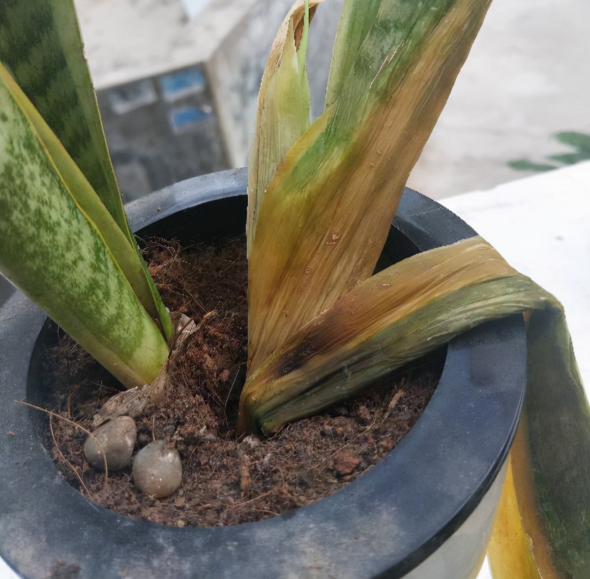 浇水过多死的植物,最容易浇死的6种花