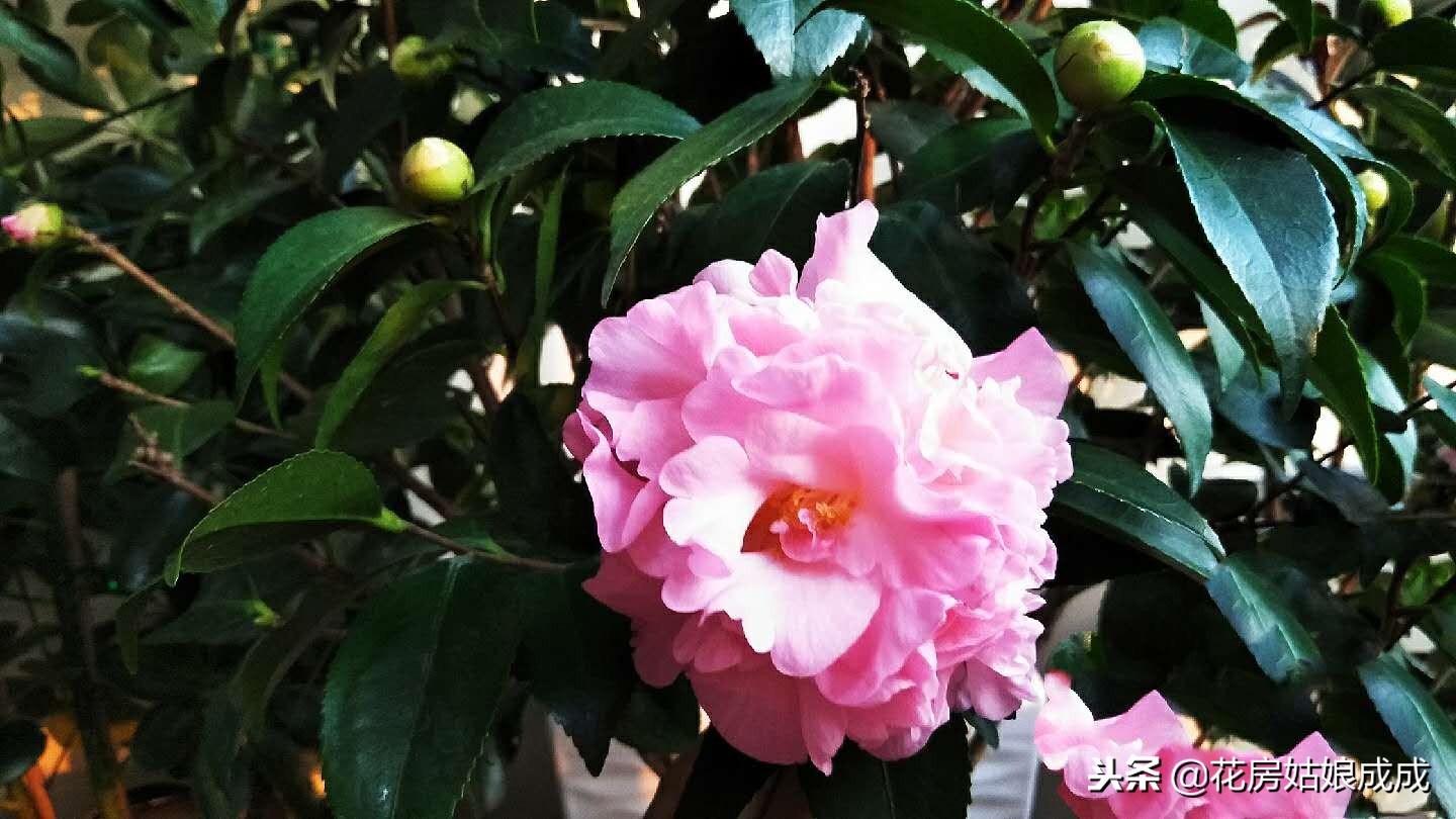 花盆里的小黑飞虫子怎么消灭,花盆里有小黑飞怎么能根治