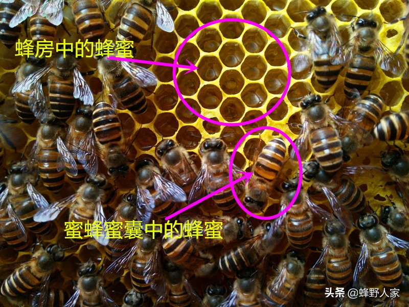 天然蜂蜜的成分是什么糖,纯天然的蜂蜜营养价值