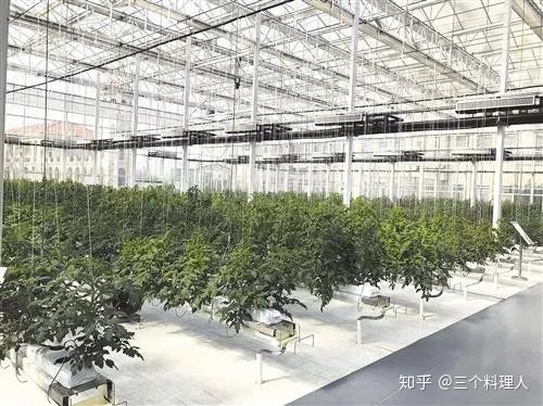 灞变笢鐨勮敩鑿滅粰鍝噷渚涚粰,灞变笢鐨勮敩鑿滈兘渚涘摢閲屼簡