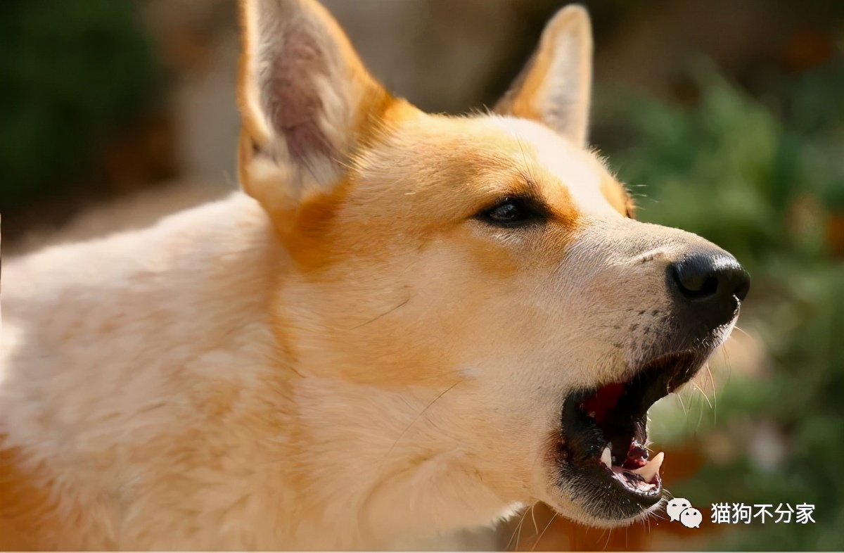 家里狗狗爱打架怎么办,家里狗狗总想咬人怎么办