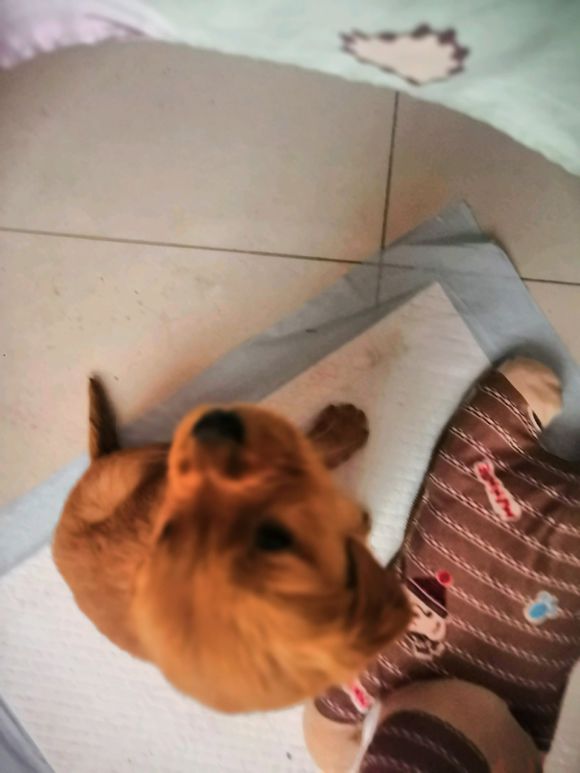 小金毛得了细小输液要几天,三个月的金毛得了细小的第三天