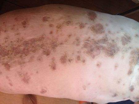 狗狗常见的皮肤病怎么简单的治疗,狗狗四种常见病该用什么药