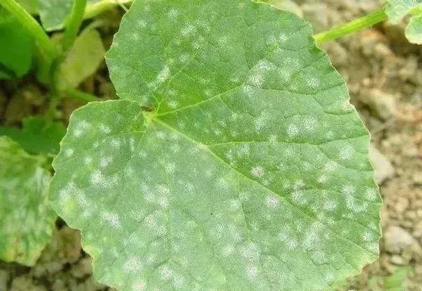 白化病的种类及图片,白化病常识图片大全