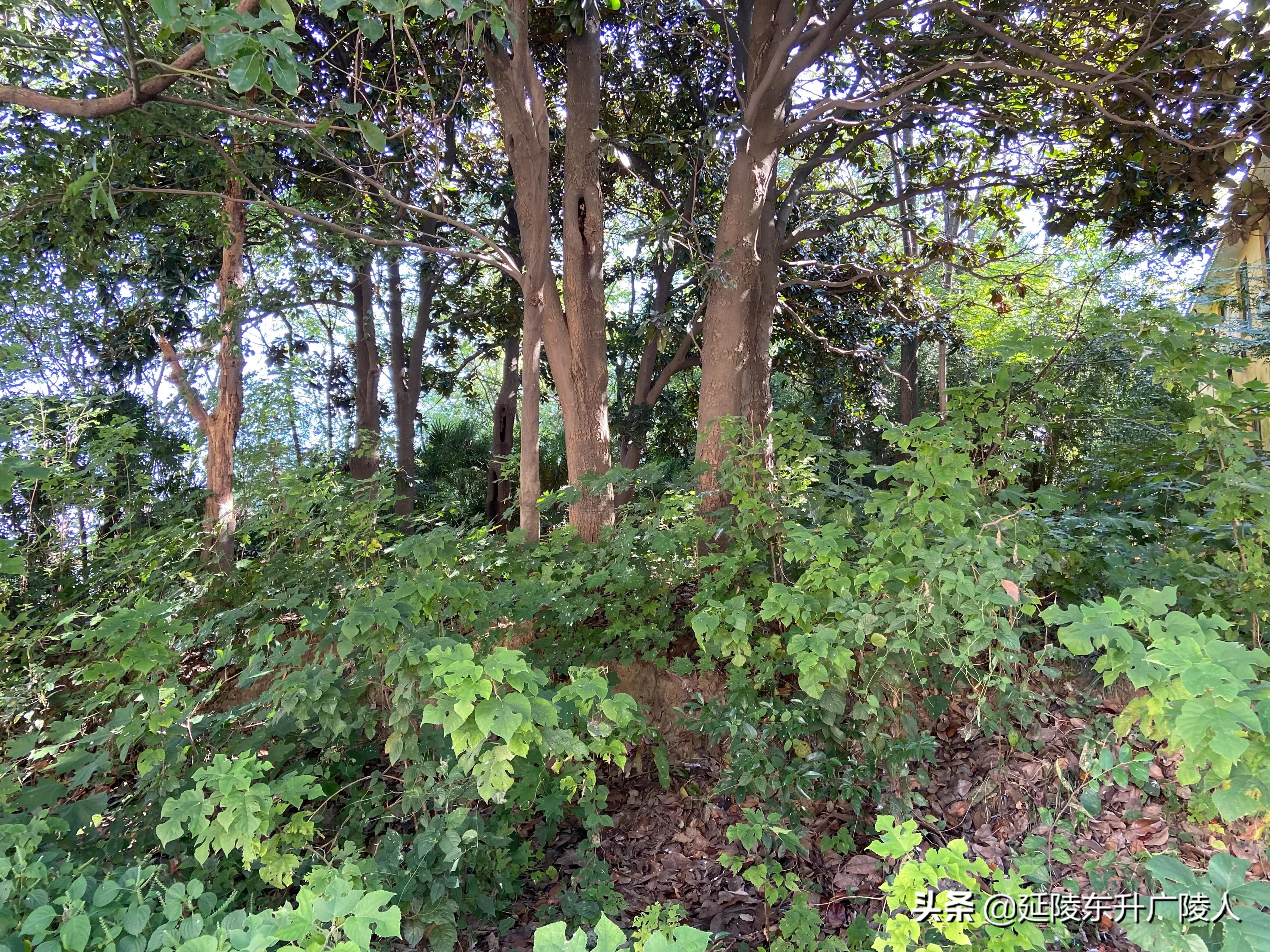 江苏有个千年古寺,江苏江阴苍山古寺