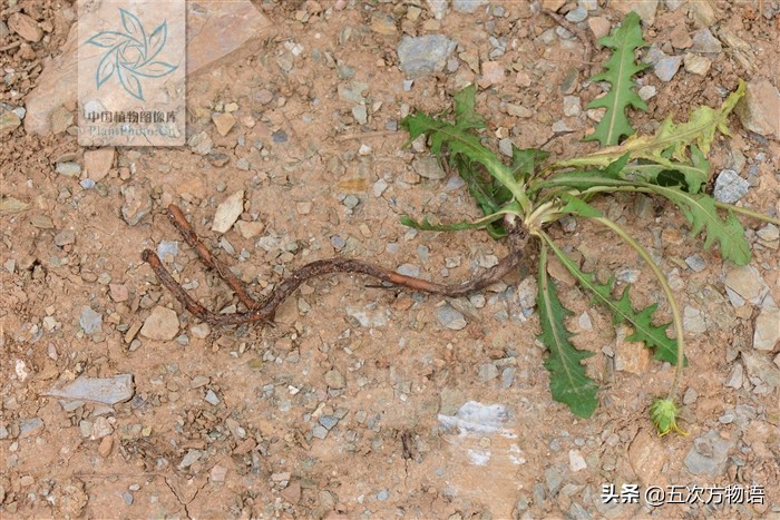 1分钟了解蒲公英,蒲公英科普知识资料大全