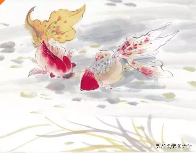 天气热观赏鱼怎么养,高温天气观赏鱼运输保活方法