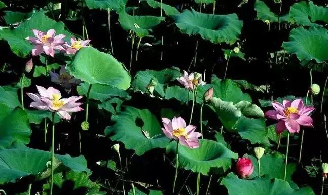 全国十大最佳赏荷好去处,沈阳赏荷花攻略