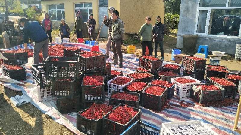 石虎沟村里的“多面虎”！