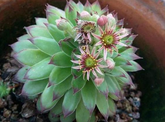 养观音莲有哪些注意事项,养护多肉观音莲小技巧