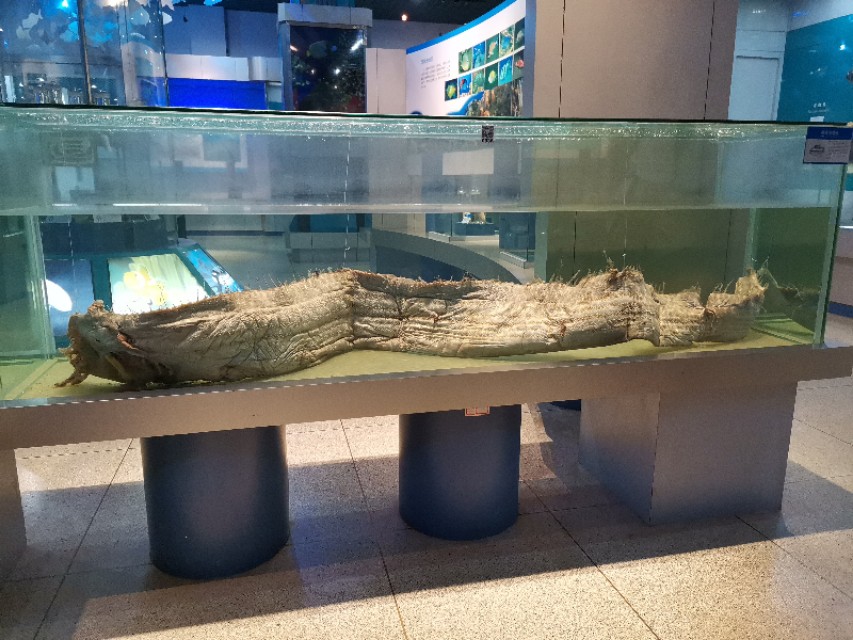 威海鲸鱼标本博物馆,鲸鱼演化博物馆标本