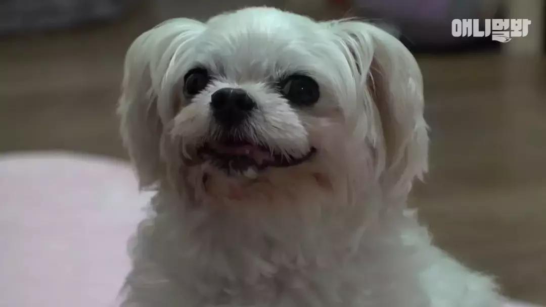 狗狗总是喘上不来气,狗狗总是咳嗽却查不出病因