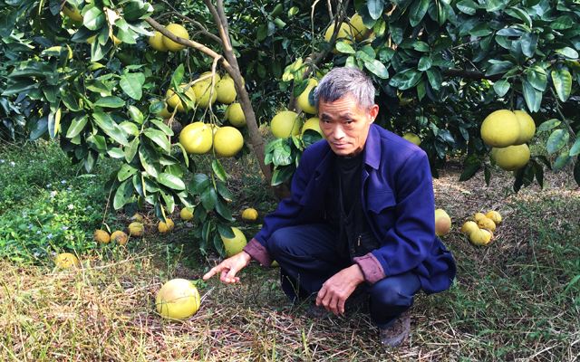 摘下1斤卖8块，炒熟能卖50多，每年大量进口，果农不愿种，为啥？