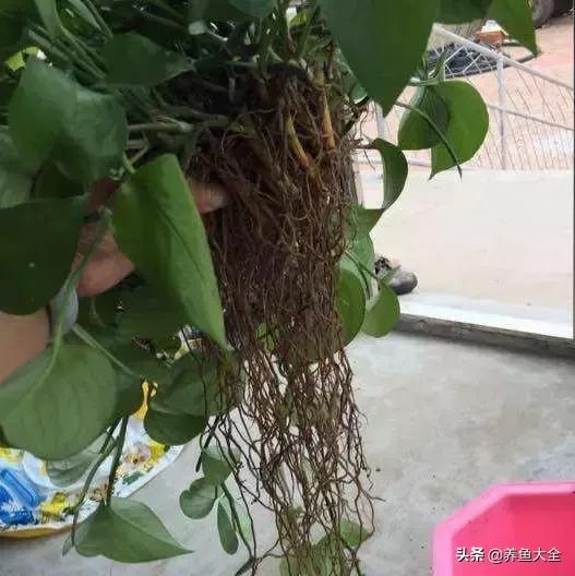 花烂了就扔了吧,盆栽的花烂根了怎么办