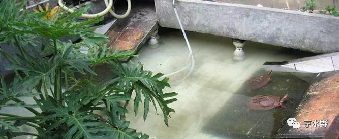 吉祥宠物金钱龟养殖与药用,金钱龟长寿的寓意