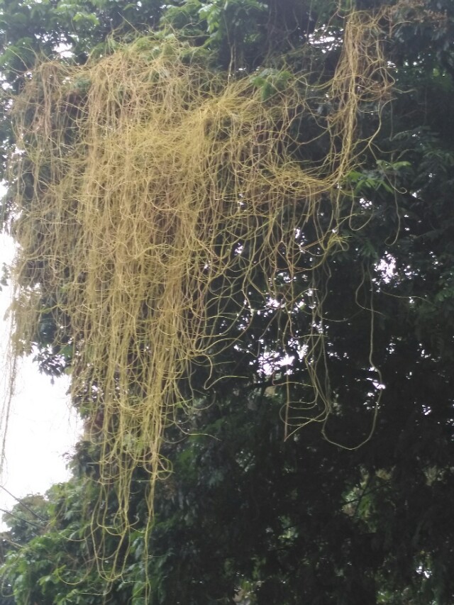 菟丝子的简介,菟丝子的民间叫法