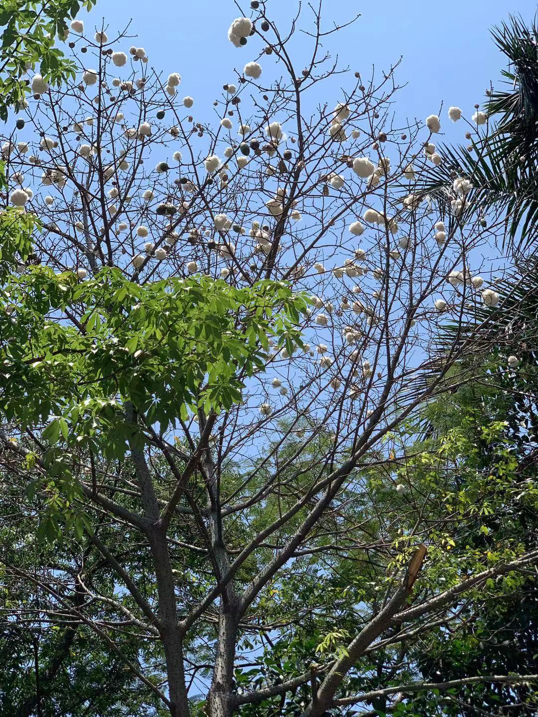 木棉飘絮怎么防止过敏,珠海又到木棉飘絮的季节