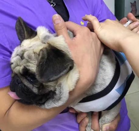 关于巴哥犬如何饲养的知识来啦,巴哥犬饲养注意事项和禁忌症