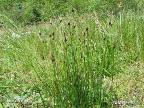 麦田有黑麦草用什么除草剂效果好,小麦苗后野燕麦除草剂