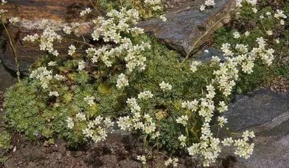 岩石花园景区,岩石园常用花卉